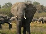 La anciana y el pequeño elefante