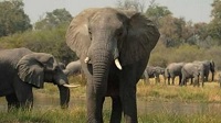 La anciana y el pequeño elefante