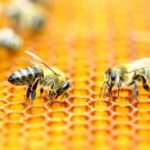 Las abejas
