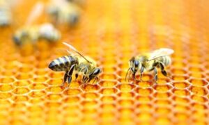 Las abejas