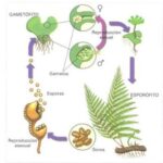 Conferencia sobre la reproducción de las plantas.