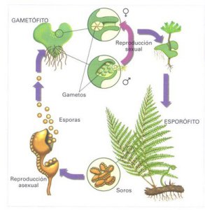 Conferencia sobre la reproducción de las plantas.