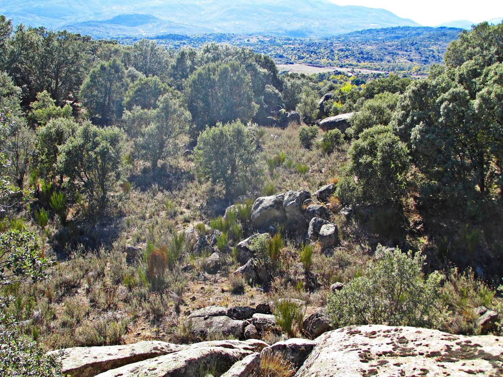 Carrera de Maximus