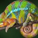 Reptiles