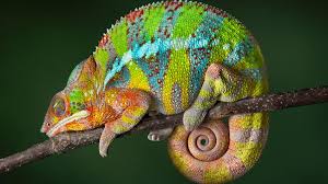 Reptiles
