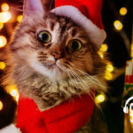 El diablillo de la Navidad