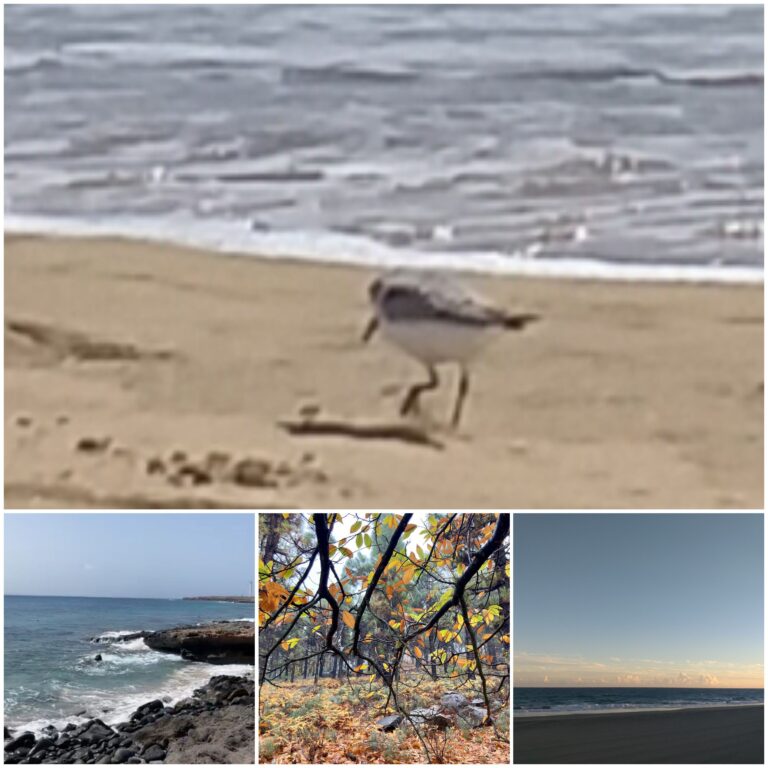Algunas maravillas de Las Islas Canarias