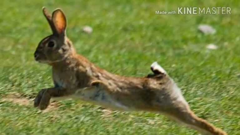 Historia de dos amigos (Paco CAndela)