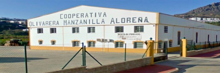 Entrevista sobre la aceituna aloreña en la cooperativa olivarera de Álora