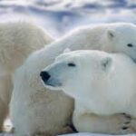 Endangered animals 5ºB