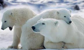 Endangered animals 5ºB
