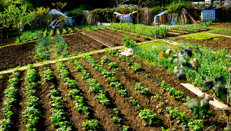 SECTOR PRIMARIO EN ANDALUCIA