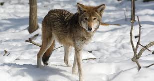 Endangered animals 5ºA