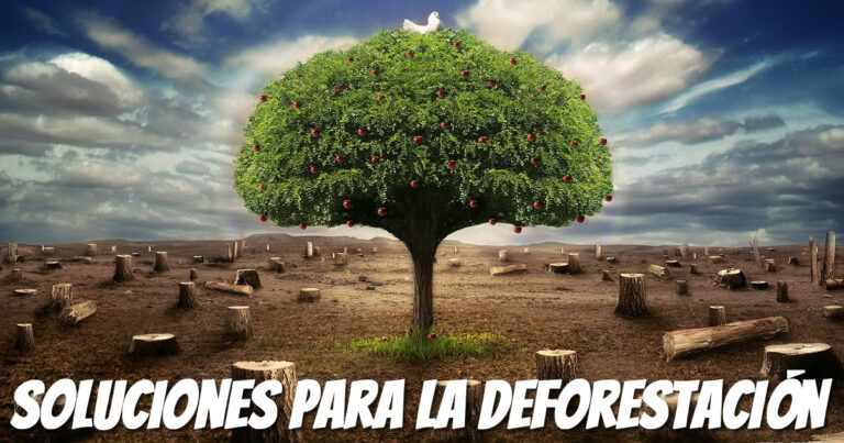 2018-03-08 Desforestación de los bosques Carla y Jorge