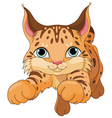 Experto en...LINCES