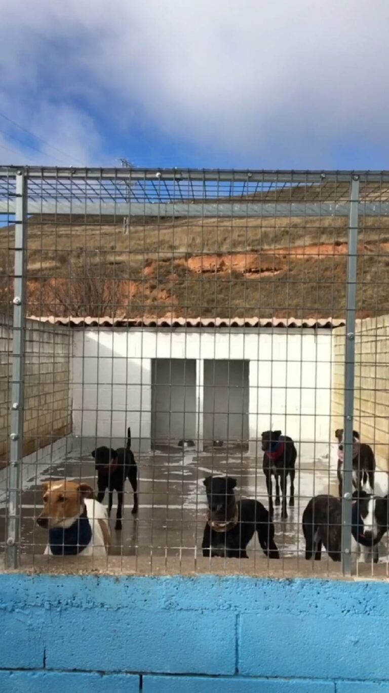 Protectora de animales