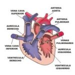 La circulación de la sangre. El corazón.