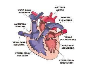 La circulación de la sangre. El corazón.