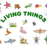 Seres Vivos- Living things