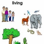 Seres Vivos- Living things