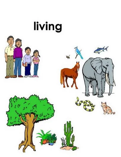 Seres Vivos- Living things