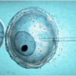 2019-01-17 Alba y Marina fecundación in vitro.