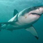 Los tiburones