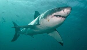 Los tiburones