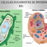 2017-10-17 CURSO 6ºB EPO NATURALES TEMA 1 LOS SERES VIVOS