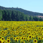 BIENVENIDA PRIMAVERA