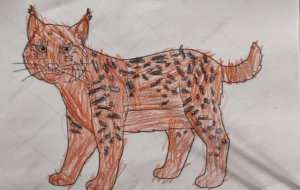El lince