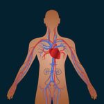 5th B The Circulatory System.
