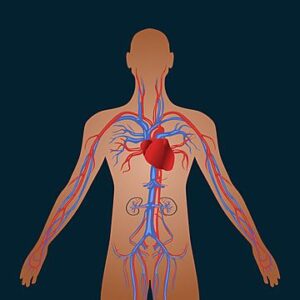 "Cervantitos" 5th A "The Circulatory System"