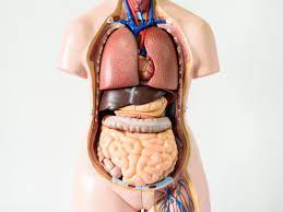 "The four stars" 5th B Digestive System