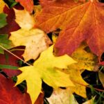 Poesía Otoño