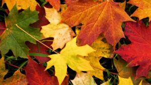 Poesía Otoño