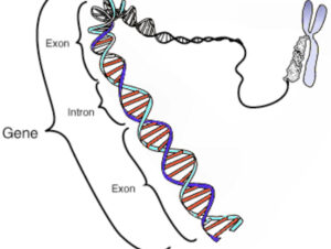 Explorando nuestro genes