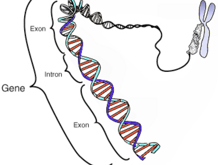 Explorando nuestro genes