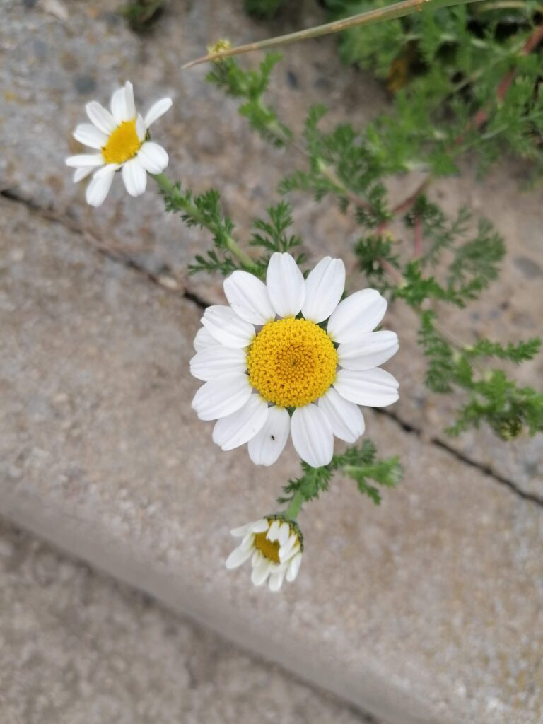 CONCURSO PODCAST: UN COMEDOR SOÑADO