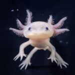 Eruditos. Animales en peligro de extinción.