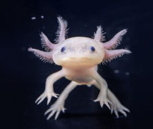 Eruditos. Animales en peligro de extinción.