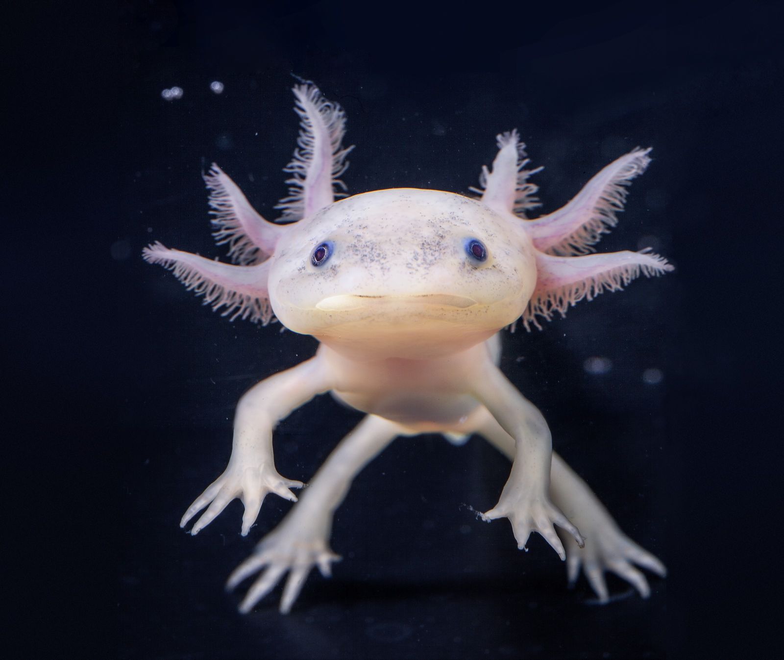 Eruditos. Animales en peligro de extinción.