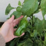 Evolución de la Planta de Pimiento- 2º de Primaria