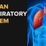 The Respiratory System 5th B