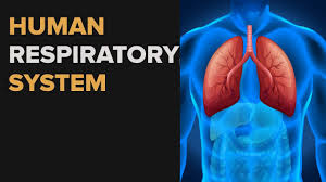 The Respiratory System 5th B