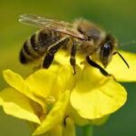 Las abejas