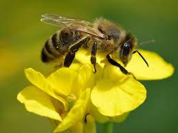 Las abejas