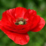 Día del Medio Ambiente- 6º de Primaria