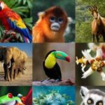 ANIMALES EN PELIGRO DE EXTINCIÓN