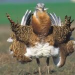 CATÁLOGO ANDALUZ ESPECIES AMENAZADAS